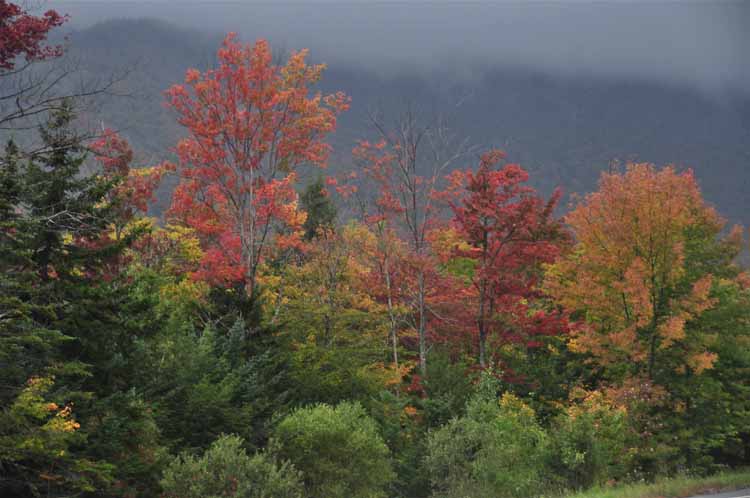 fall foliage